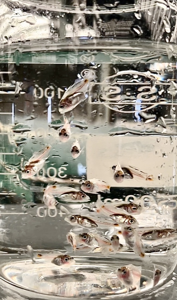 龍虎斑魚苗孵化
