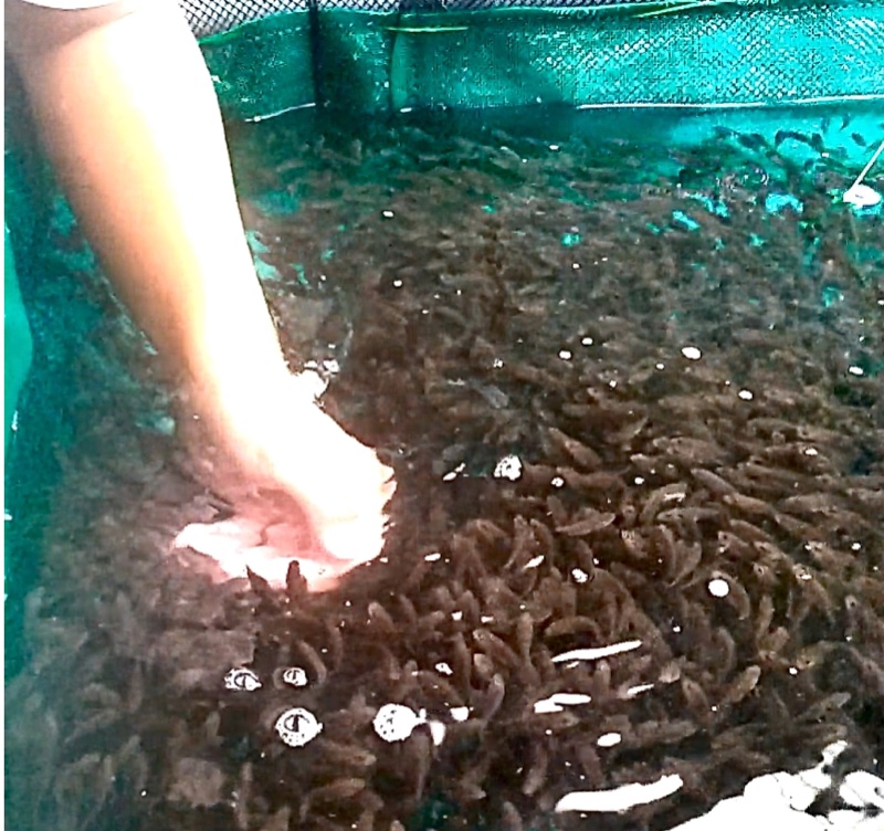 龍虎斑吋苗馴化